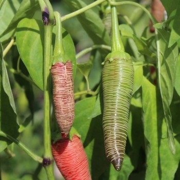 Chili Mini Vezena (Schärfe 3) (Samen)
