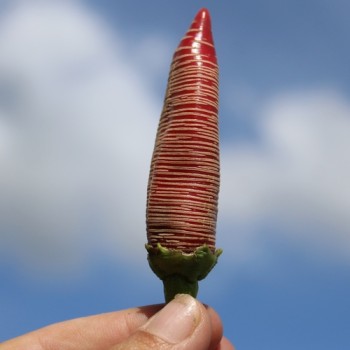 Chili Mini Vezena (Schärfe 3) (Samen)