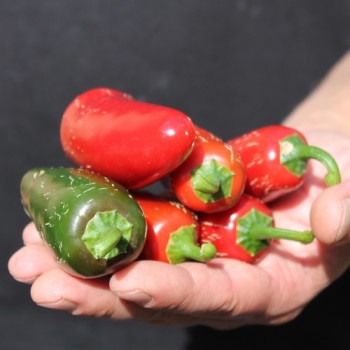 Chili Nadapeno (Schärfe 0) (Samen)