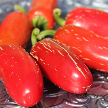 Chili Nadapeno (Schärfe 0) (Samen)