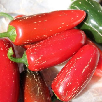 Chili Nadapeno (Schärfe 0) (Samen)
