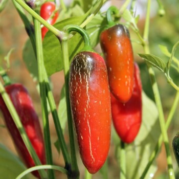 Chili Nadapeno (Schärfe 0) (Samen)