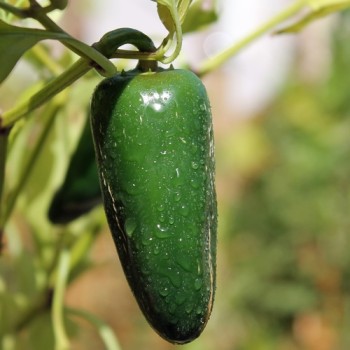 Chili Nadapeno (Schärfe 0) (Samen)