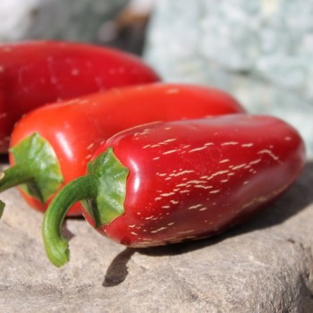 Chili Nadapeno (Schärfe 0) (Samen)
