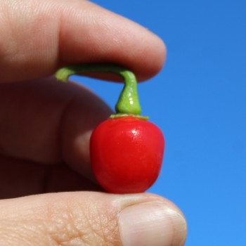 Chili Ninfadora (Schärfe 4) (Samen)