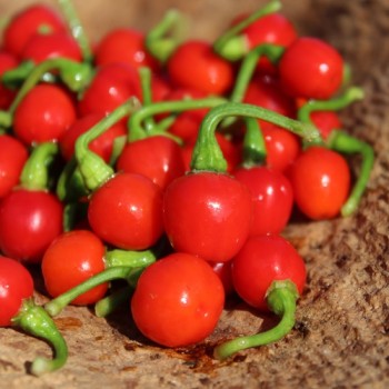 Chili Ninfadora (Schärfe 4) (Samen)