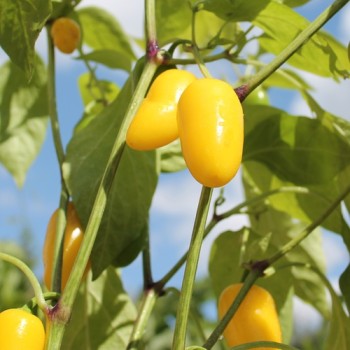 Chili Jalapeno NuMex Lemon Spice (Schärfe 2) (Samen)