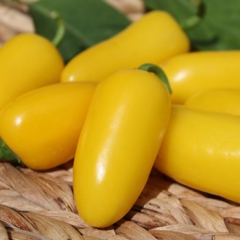 Chili Jalapeno NuMex Lemon Spice (Schärfe 2) (Samen)