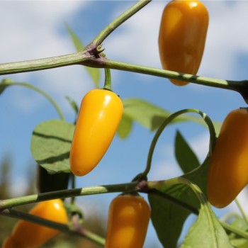 Chili Jalapeno NuMex Lemon Spice (Schärfe 2) (Samen)