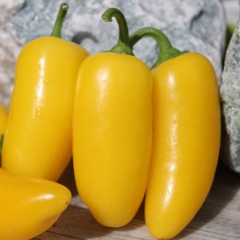 Chili Jalapeno NuMex Lemon Spice (Schärfe 2) (Samen)