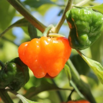Chili Orange Blob (Schärfe 6) (Samen)