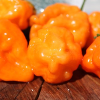 Chili Orange Blob (Schärfe 6) (Samen)