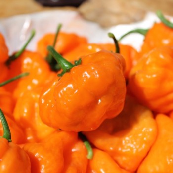 Chili Orange Blob (Schärfe 6) (Samen)