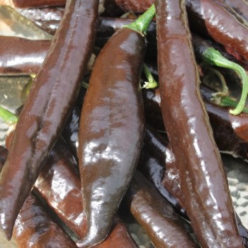 Gemüsechili Pasilla Bajo (Schärfe 1) (Samen)