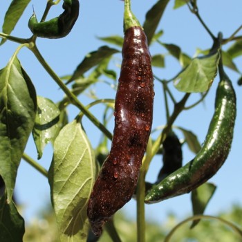 Gemüsechili Pasilla Bajo (Schärfe 1) (Samen)