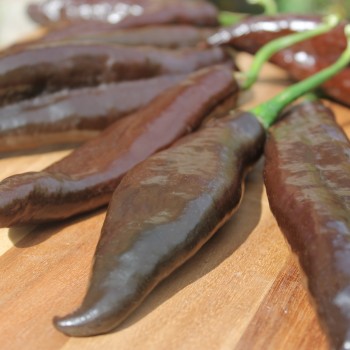 Gemüsechili Pasilla Bajo (Schärfe 1) (Samen)