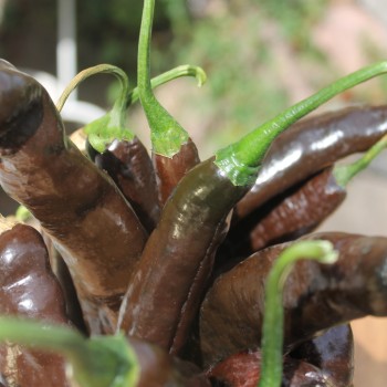 Gemüsechili Pasilla Bajo (Schärfe 1) (Samen)