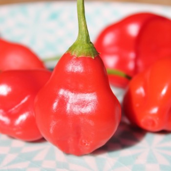 Chili Passepartout (Schärfe 4) (Samen)