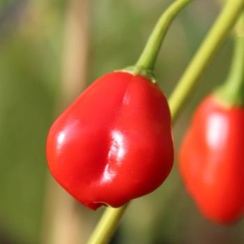 Chili Passepartout (Schärfe 4) (Samen)