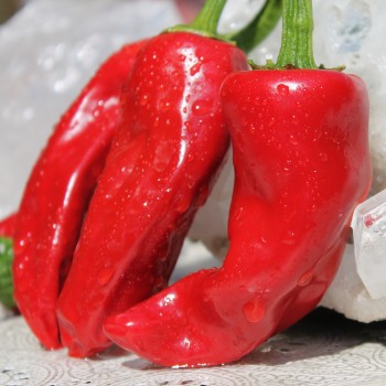 Chili Piment d'Espelette (Schärfe 4) (Samen)
