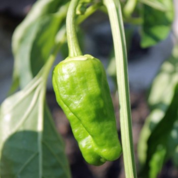 Gemüsechili Pimiento de Padron (Schärfe 1) (Samen)