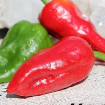 Gemüsechili Pimiento de Padron (Schärfe 1) (Samen)