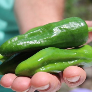 Gemüsechili Pimiento de Padron (Schärfe 1) (Samen)