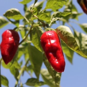 Gemüsechili Pimiento de Padron (Schärfe 1) (Samen)