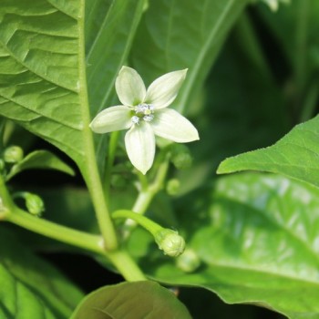 Chili Pink Habanero (Schärfe 1) (Samen)