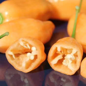 Chili Pink Habanero (Schärfe 1) (Samen)