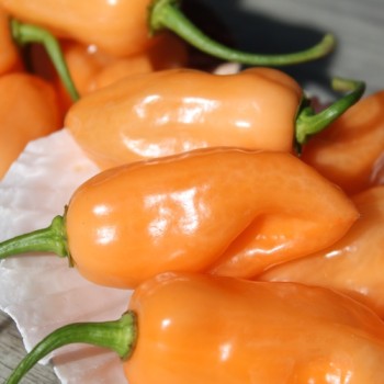 Chili Pink Habanero (Schärfe 1) (Samen)