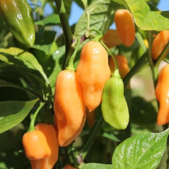 Chili Pink Habanero (Schärfe 1) (Samen)