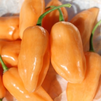 Chili Pink Habanero (Schärfe 1) (Samen)
