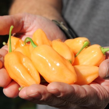 Chili Pink Habanero (Schärfe 1) (Samen)