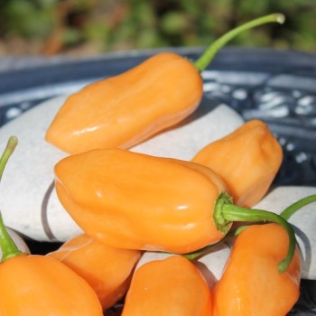 Chili Pink Habanero (Schärfe 1) (Samen)