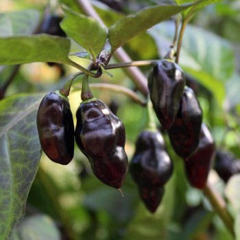 Chili Purple Chupentinho (Schärfe 6) (Samen)