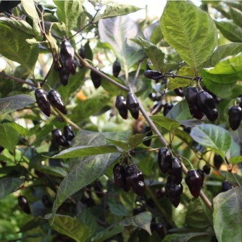 Chili Purple Chupentinho (Schärfe 6) (Samen)