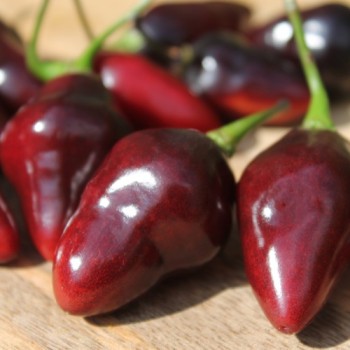 Chili Purple Chupentinho (Schärfe 6) (Samen)