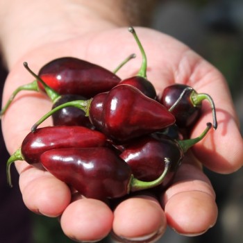 Chili Purple Chupentinho (Schärfe 6) (Samen)
