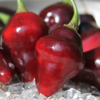 Chili Purple Chupentinho (Schärfe 6) (Samen)