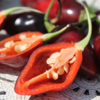 Chili Purple Chupentinho (Schärfe 6) (Samen)