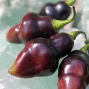 Chili Purple Chupentinho (Schärfe 6) (Samen)