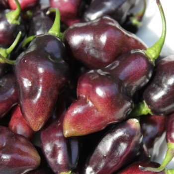 Chili Purple Chupentinho (Schärfe 6) (Samen)
