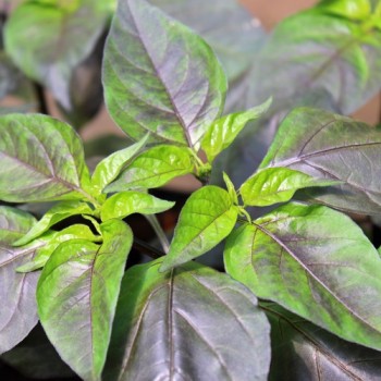 Chili Purple Chupentinho (Schärfe 6) (Samen)