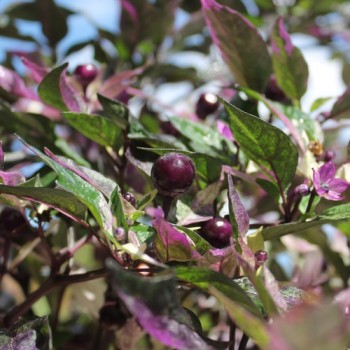 Chili Purple Flash (panaschiert) (Schärfe 4) (Samen)