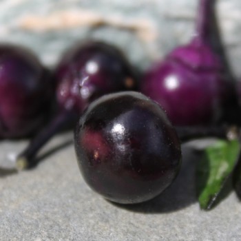 Chili Purple Flash (panaschiert) (Schärfe 4) (Samen)