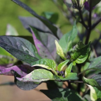 Chili Purple Flash (panaschiert) (Schärfe 4) (Samen)