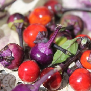 Chili Purple Flash (panaschiert) (Schärfe 4) (Samen)