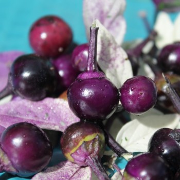 Chili Purple Flash (panaschiert) (Schärfe 4) (Samen)