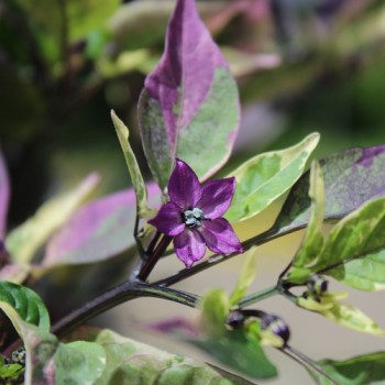 Chili Purple Flash (panaschiert) (Schärfe 4) (Samen)